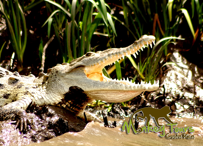 Palo Verde boat tour crocodile Costa Rica Tour 120