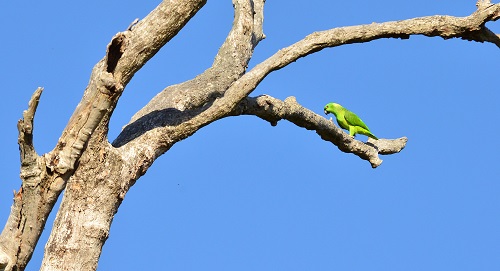 green macaw in